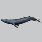 Blue whale illustration on a dark grey background