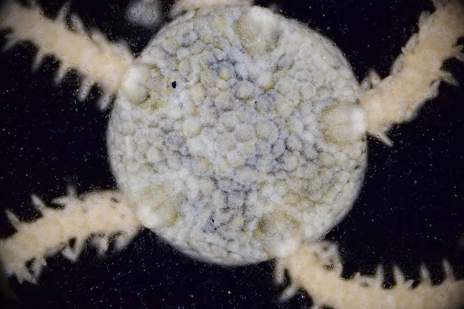 Young Brittle Star