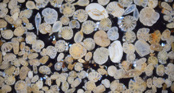 Foraminifera from Herne Bay