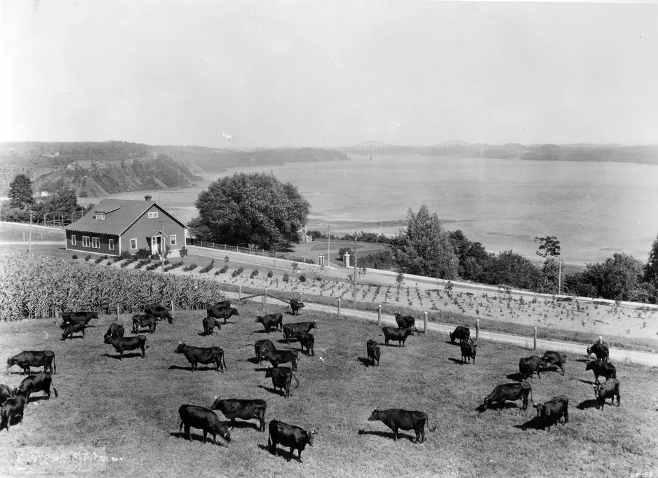 Photographie noir et blanc de vaches laitières Canadiennes au pasturage à la Station expérimentale du Cap-Rouge, fleuve Saint-Laurent en arrière-plan, date inconnue.