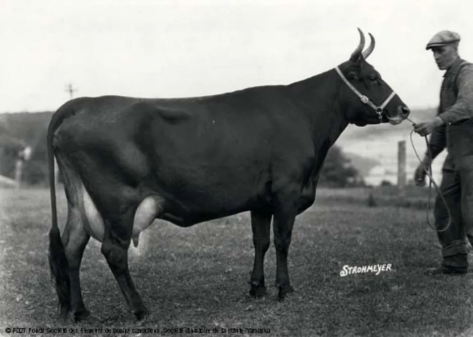 Black and white photo of Nanette, a Canadienne dairy cow, at the Cap-Rouge Experimental Station in Quebec, date unknown.