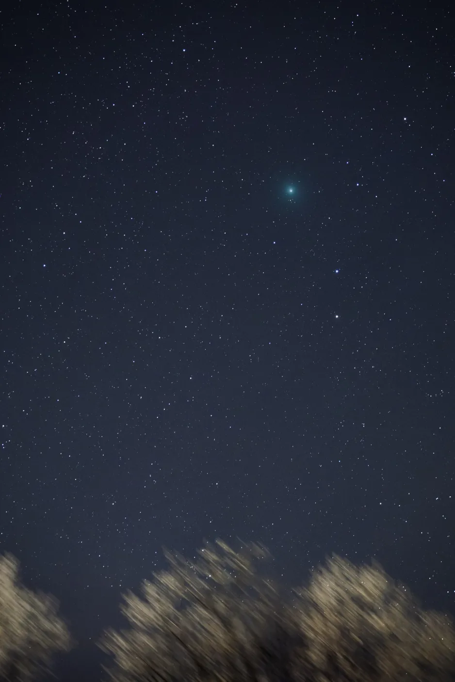 Comet 46P/Wirtanen near dawn.