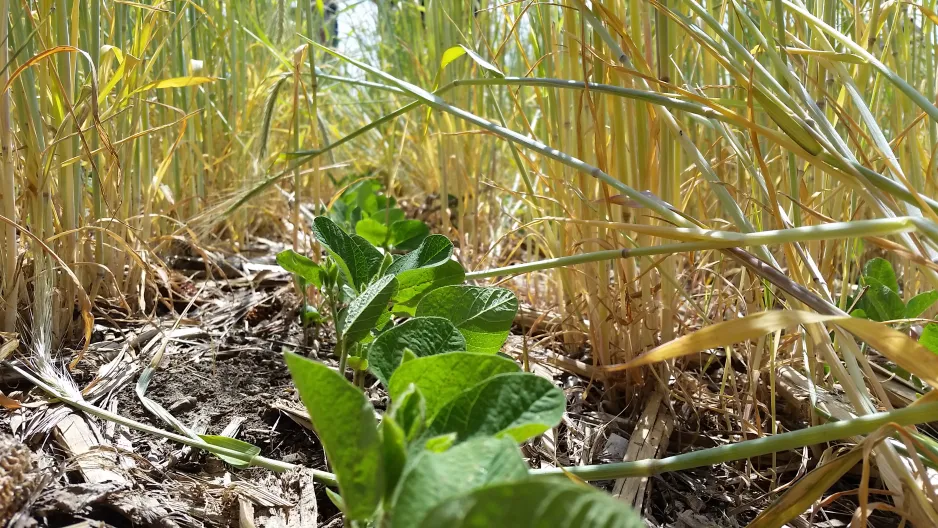 A row of young soybean plants growing between rows of yellowing ryegrass cover crop.