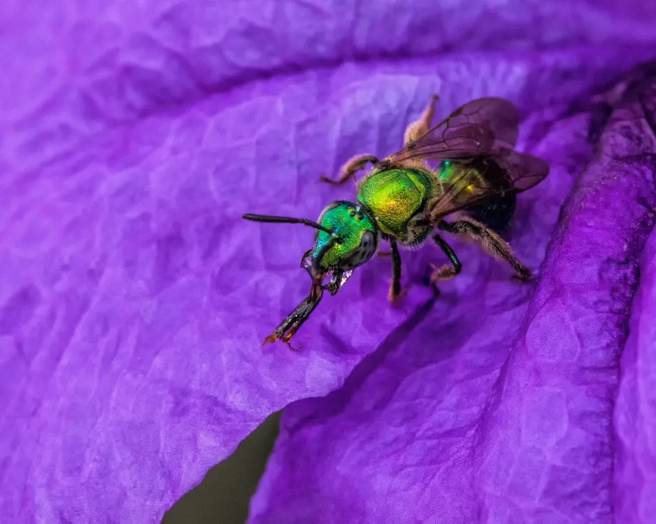An iridescent green bee from the Sweat Bee family sits atop a purple flower petal.