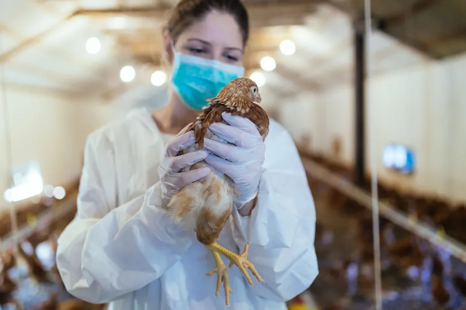 A veterinarian in a chicken barn holds up and examines a young chicken, while wearing gloves, a medical mask, and overalls.