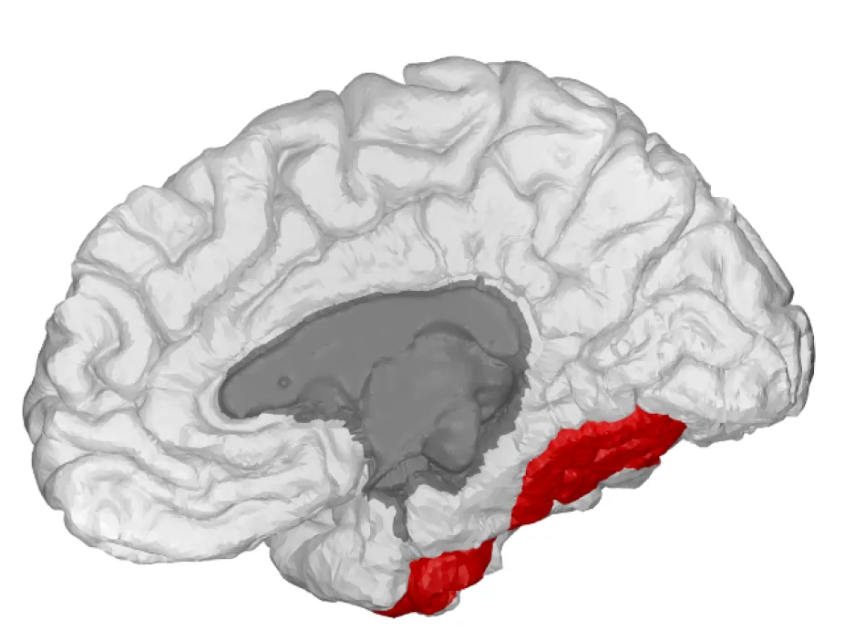 A digital image shows the human brain in shades of grey; a small area is coloured red to indicate the fusiform gyrus region.
