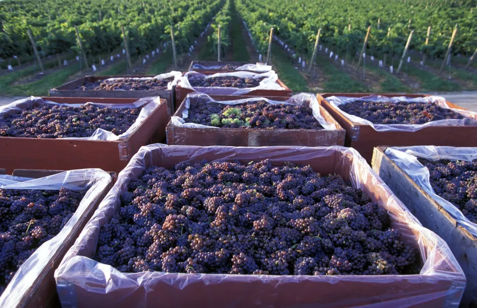 Plusieurs caisses carrées tapissées de plastique transparent, remplies de grappes de raisins violets, avec des rangées de vignes visibles en arrière-plan.