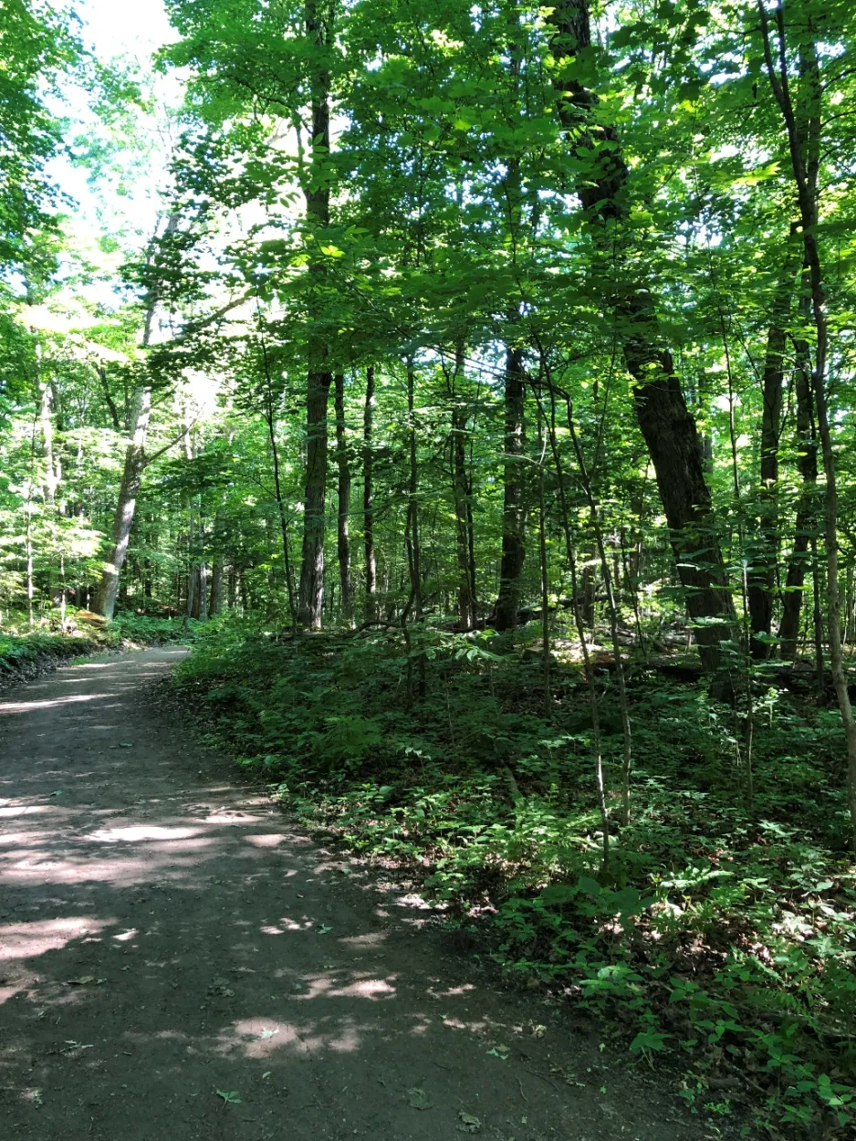 A summer hiking trail, lined by deciduous trees and green foliage. 