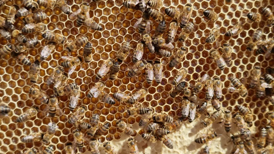  Un gros plan des cellules vides d’un rayon de miel recouvert d’abeilles. 