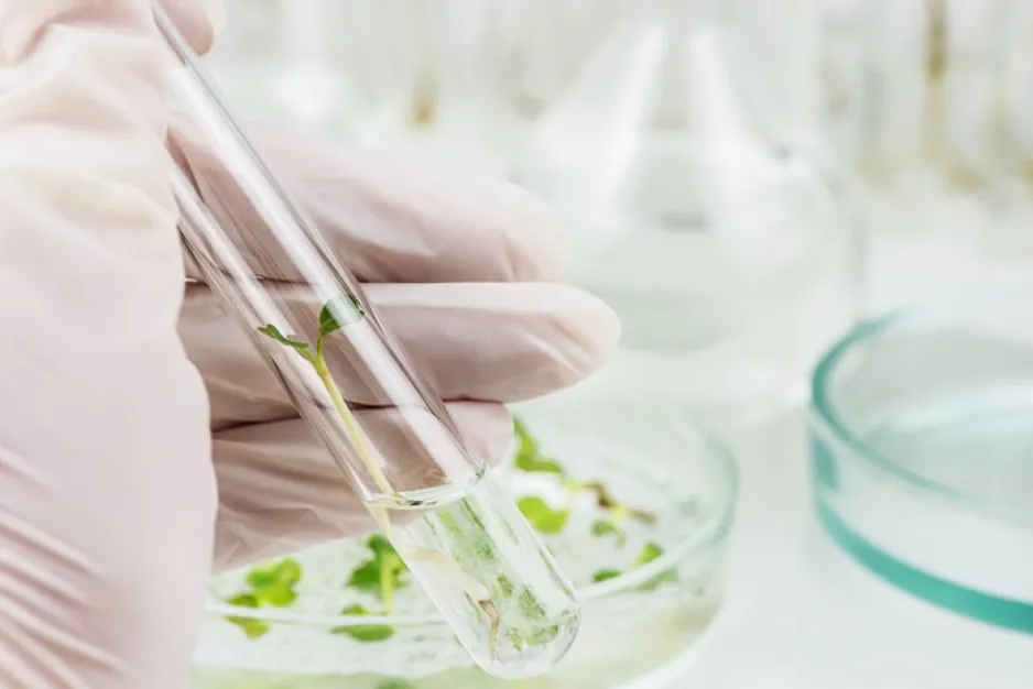 A gloved hand holds a test tube containing a small plant growing in a clear gel, a petri dish containing more small plantlets is visible in the background. 