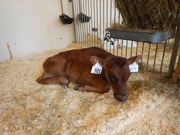 Alexa, a Canadienne dairy cattle calf, laying down in the calf barn at the Canada Agriculture and Food Museum.