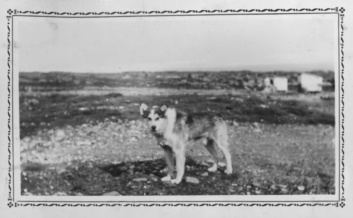 Une photographie horizontale en noir et blanc d'un husky debout au milieu du paysage regardant vers l'appareil photo. Il y a de petites roches sur le sol menant à l'horizon et des structures blanches floues en arrière-plan.