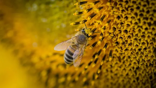 A close-up view of a bee pollinating a yellow flower
