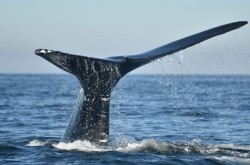 The impressive, black tail of a North Atlantic right whale can be seen sticking out of the ocean.