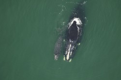 A North Atlantic right whale is seen swimming alongside her calf in green water