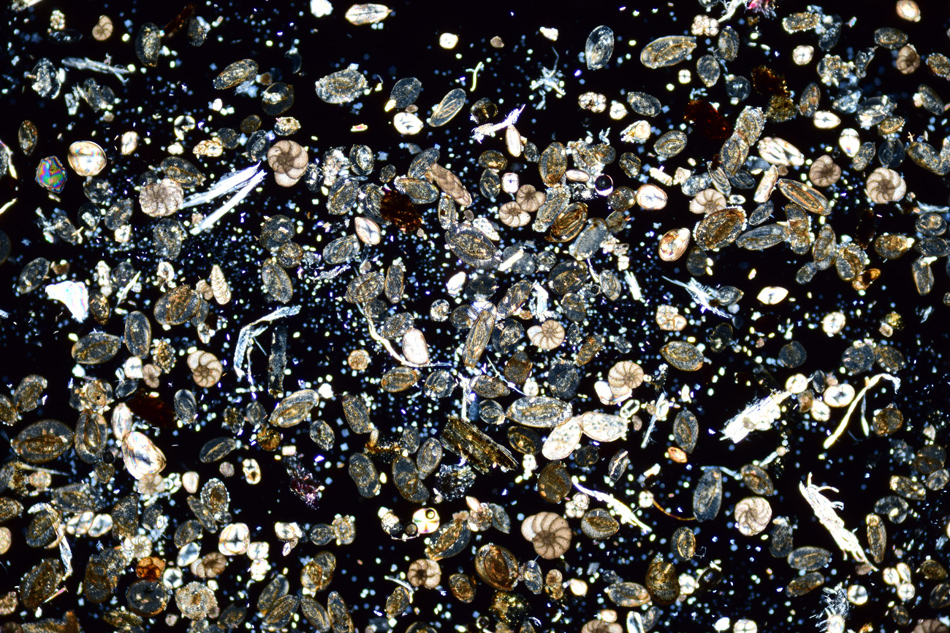 Foraminifera from the Mediterranean Sea