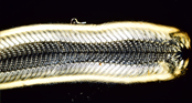 Palate (tongue) of a mollusc