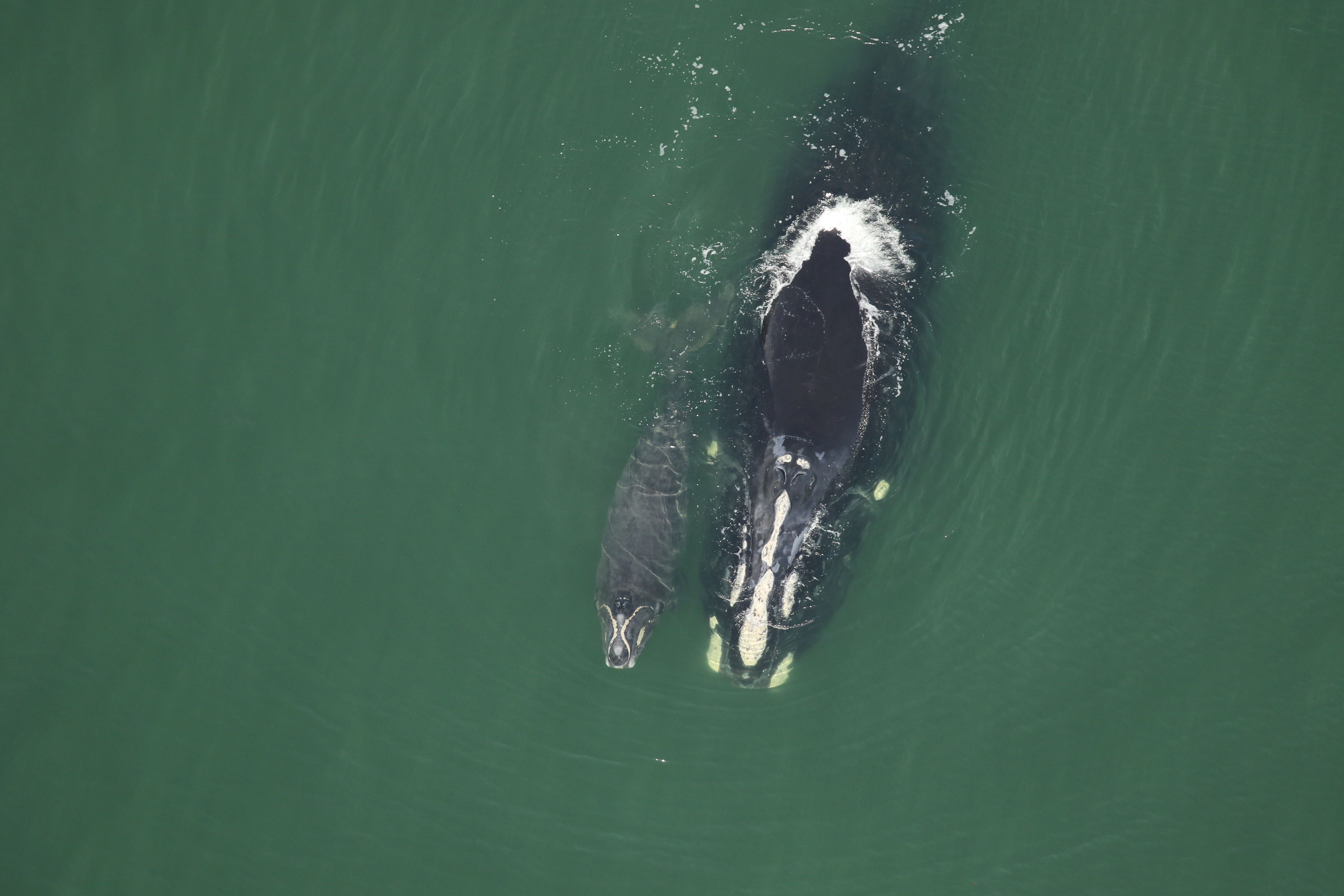 3 Ways Right Whales Help Our Climate - Conservation Law Foundation