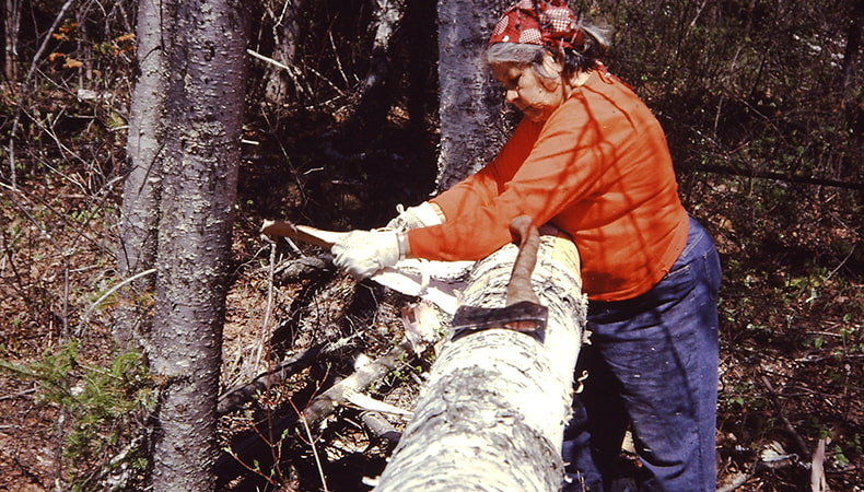 Elder Suzan Chabot in a forest, harvesting bark from a fallen birch tree.