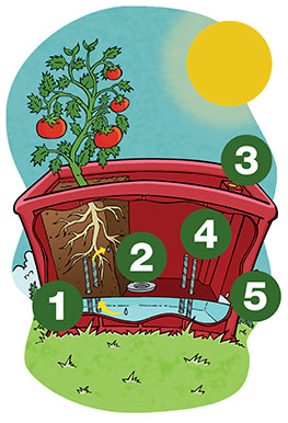 Illustration of a red garden planter with a cutaway at the front that reveals, on the left half, a tomato plant, its roots, and a column of soil.