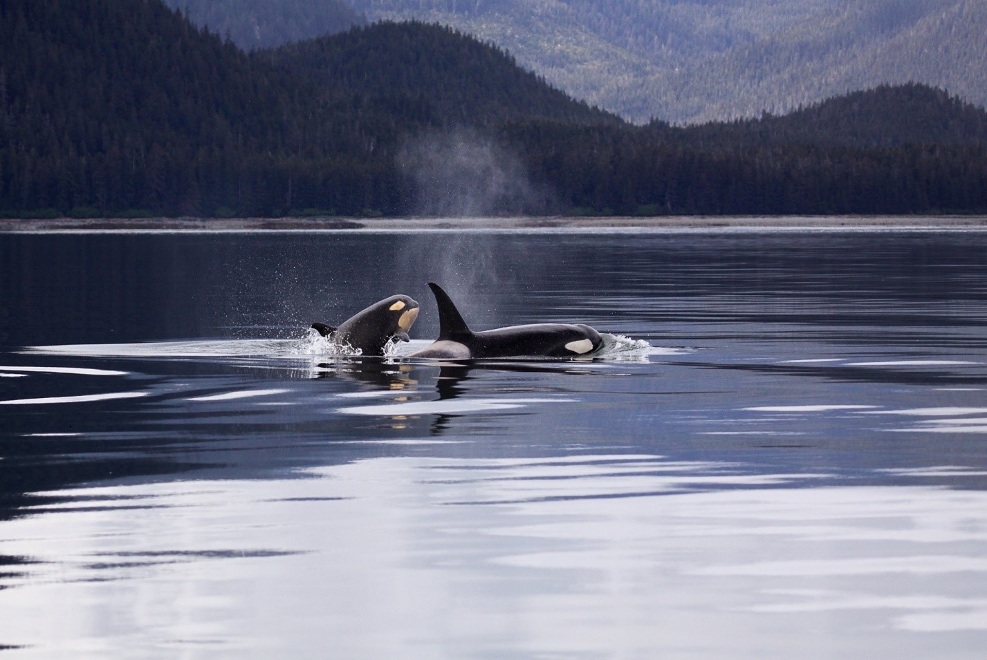 Two orcas are breaching calm waters.