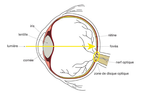 diagramme de l'oeil