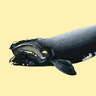 Illustration d’une baleine noire de l’Atlantique sur fond jaune pâle