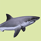 White Shark illustration on light green background