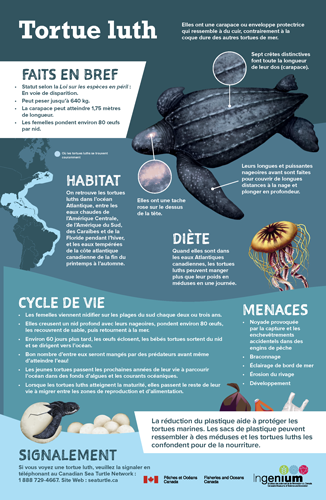 Une illustration d'une tortue luth, une méduse, de déchets plastiques, un œuf de tortue luth et une carte de la côte est de l'Amérique du Nord sur un fond bleu