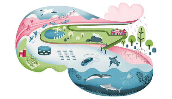A cartoon-style illustration in the form of an S. There is a river running through the centre and running to the ocean in the forefront. Salmon, a turtle, a fishing vessel, aquaculture, paddle boarders, a whale, a shark, and some ocean plants can be seen. Trees, a farm, houses, a park, a road, and people walking can be seen on land. A bird is flying in the sky over mountains in the background.