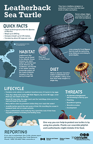 An illustration of a leatherback sea turtle, a jellyfish, some plastic waste, a leatherback turtle egg and a map of the east coast of North America against a dark blue background