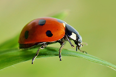 Close-up view of a red-and-black ladybug on a blade of grass.