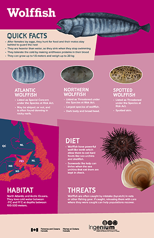 An illustration of a wolffish, a black sea urchin, a mollusc shell and a map of North Atlantic Canada against a purple and pink background.