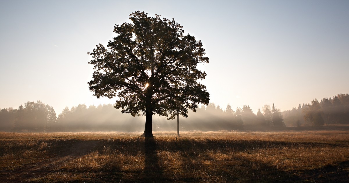 what-is-the-oldest-living-organism-on-earth-the-channel