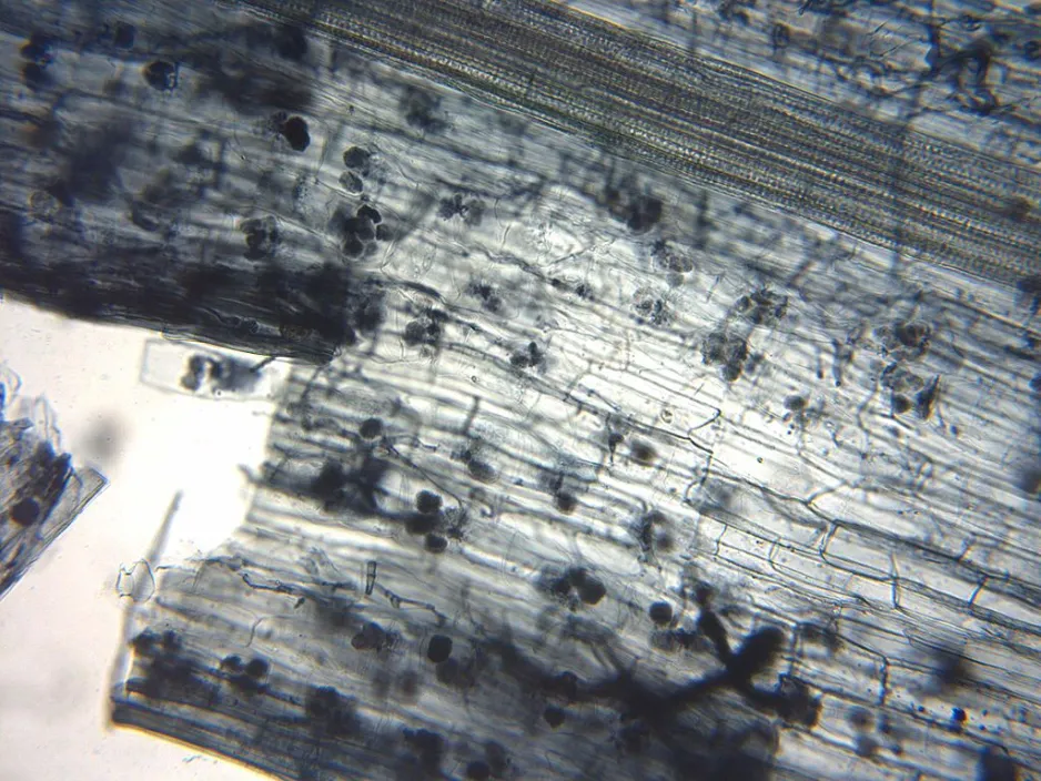 Racine de plante, translucide et teintée en bleu, vue au microscope. On peut voir de petites structures sphériques regroupées entre les parois visibles des cellules.