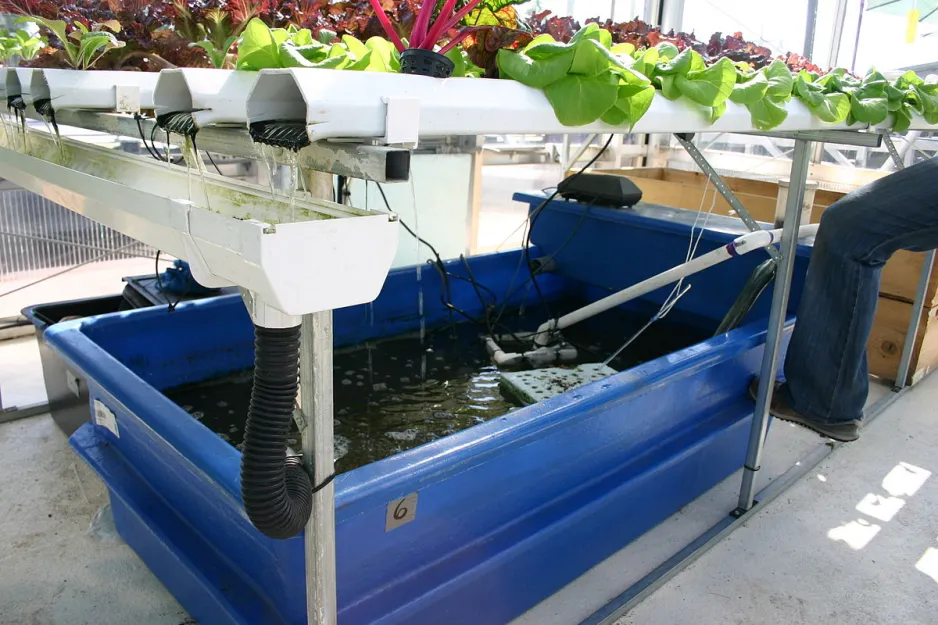 Plants growing out of horizontal pipes, held on a rack above a plastic tank of bubbling water.