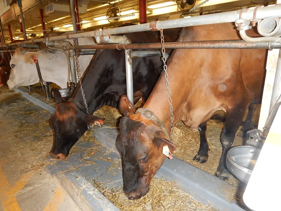 Deux vaches laitières Canadiennes and une vache laitière Suisse Brune mangeant du grain dans l’étable laitère du Musée de l’agriculture et de l’alimentation du Canada, 2018