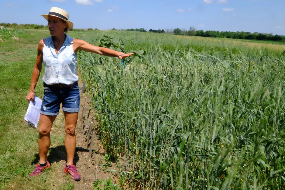 La productrice Shelley Spruit se tient à côté d’un champ de céréales, des notes à la main.
