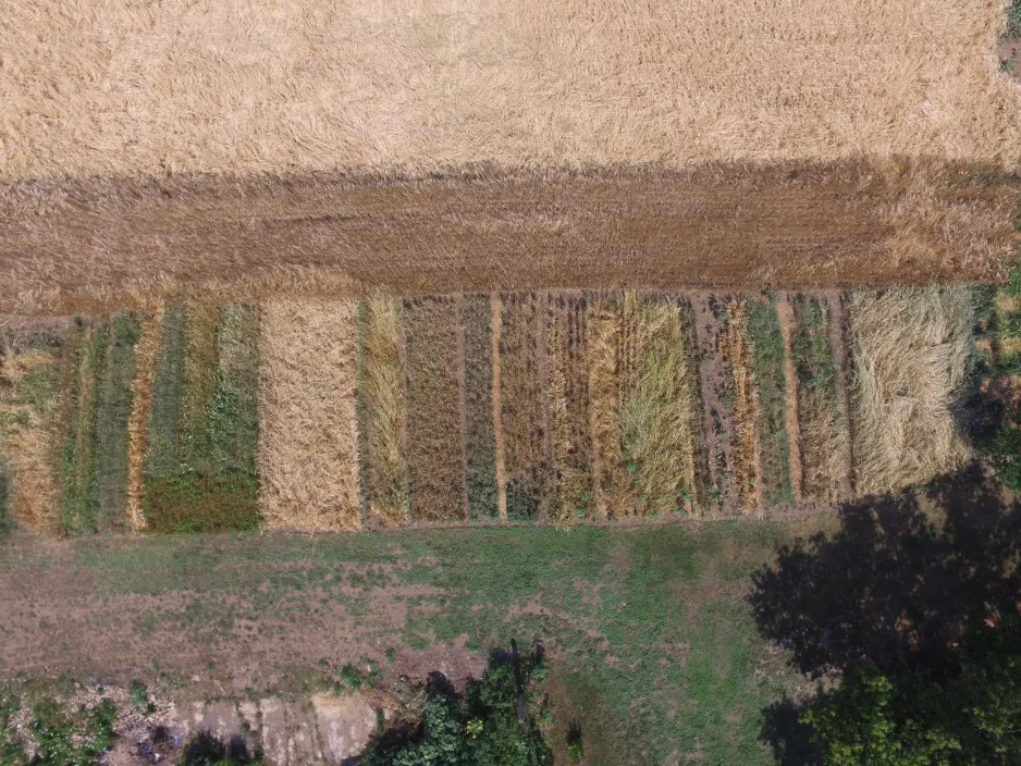 An aerial view of the multi-coloured crops at Against the Grain Farms.