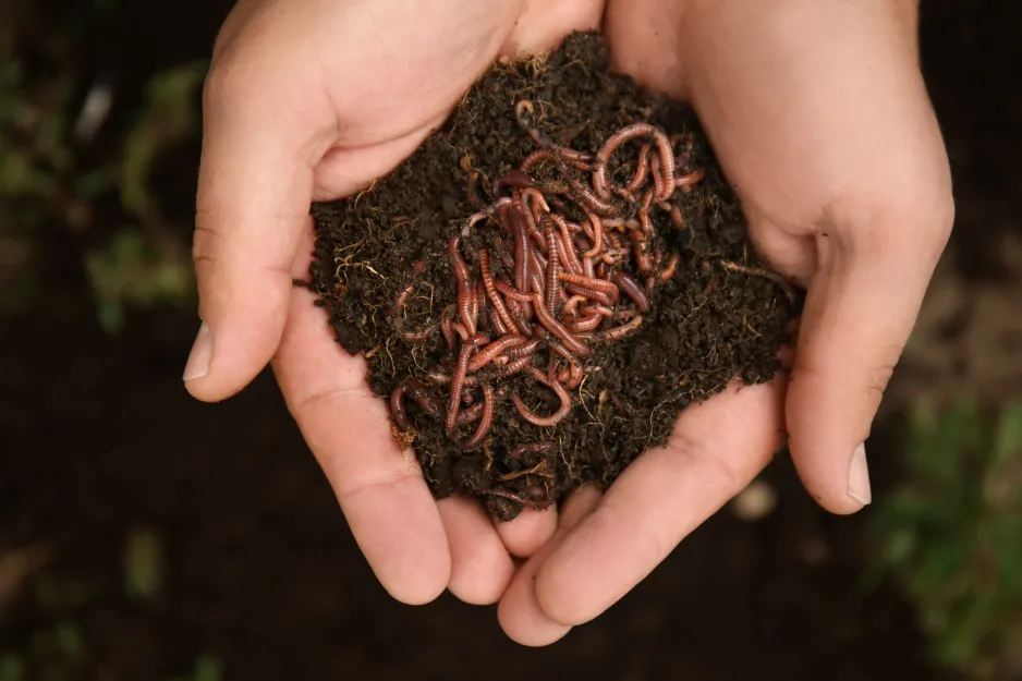 Two hands holding a mound of black compost containing a tangle of red wriggler composting worms. 
