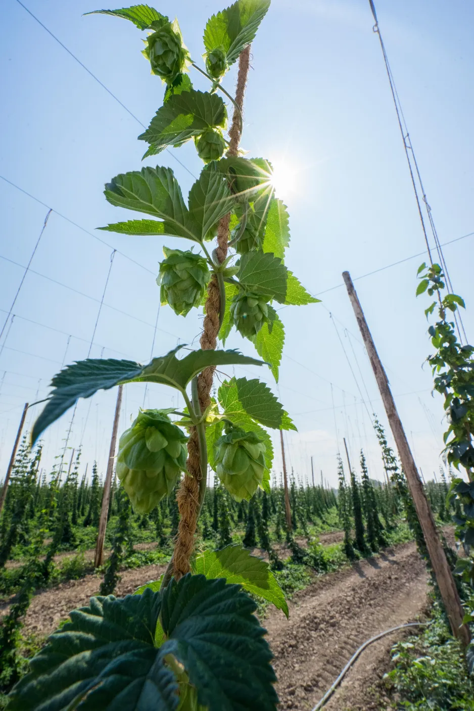 A hop plant in the foreground, growing wrapped around a rope, with a field of growing hops in the background. There are hop cones on the vine. 