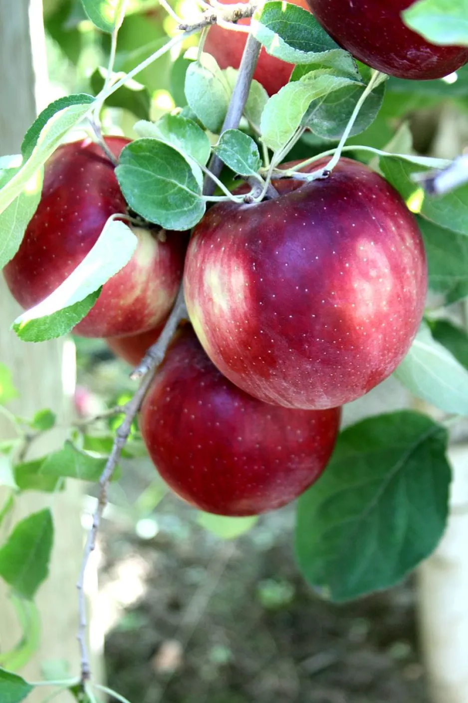 Plusieurs pommes rouges Cosmic Crisp sur une branche, parmi les feuilles vertes.