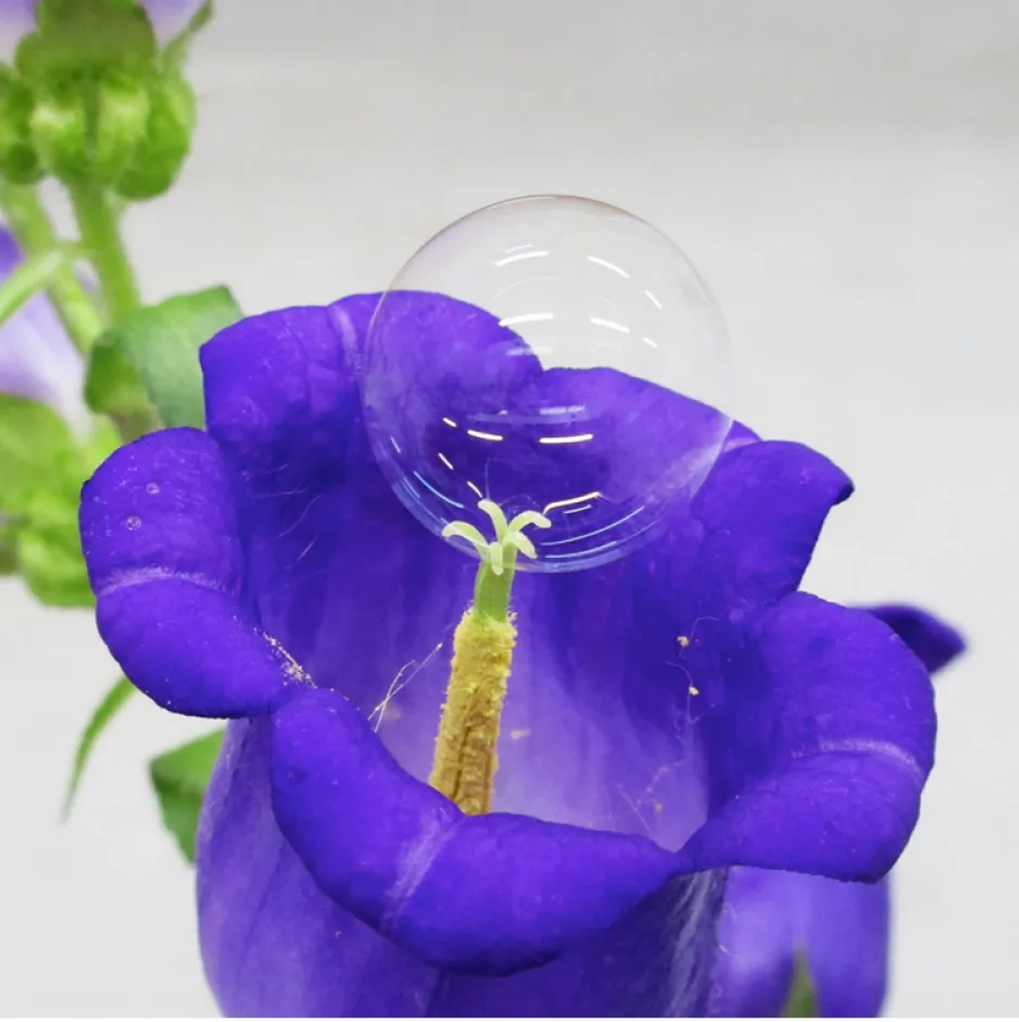A soap bubble sits on the center stalk of a purple flower