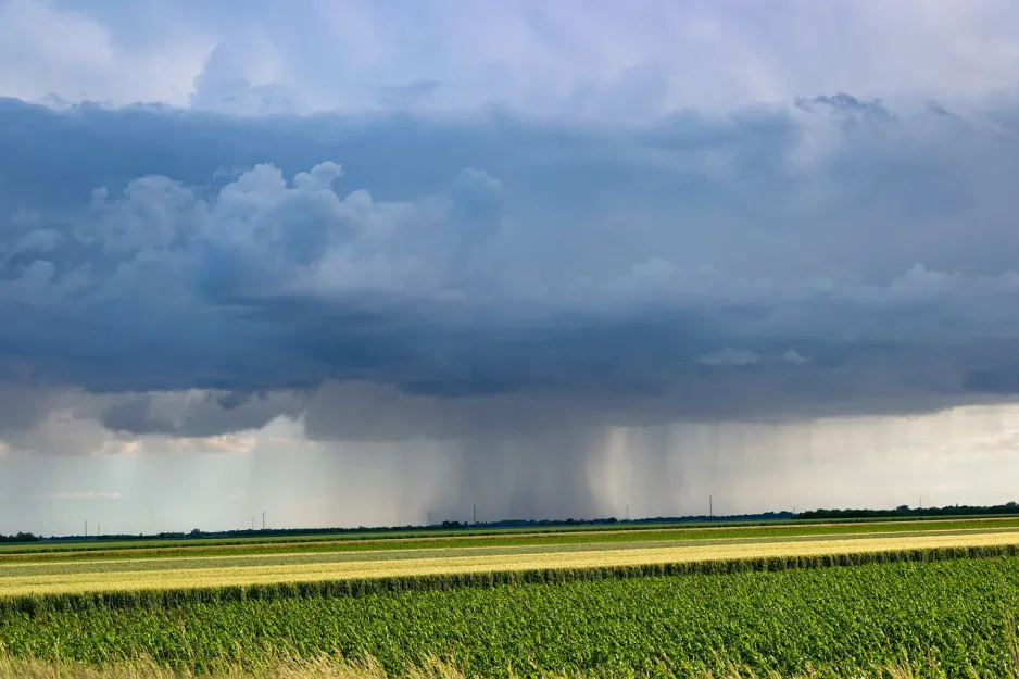 A storm is rolling in on a corn field; rain is falling from a cloud in the distance.