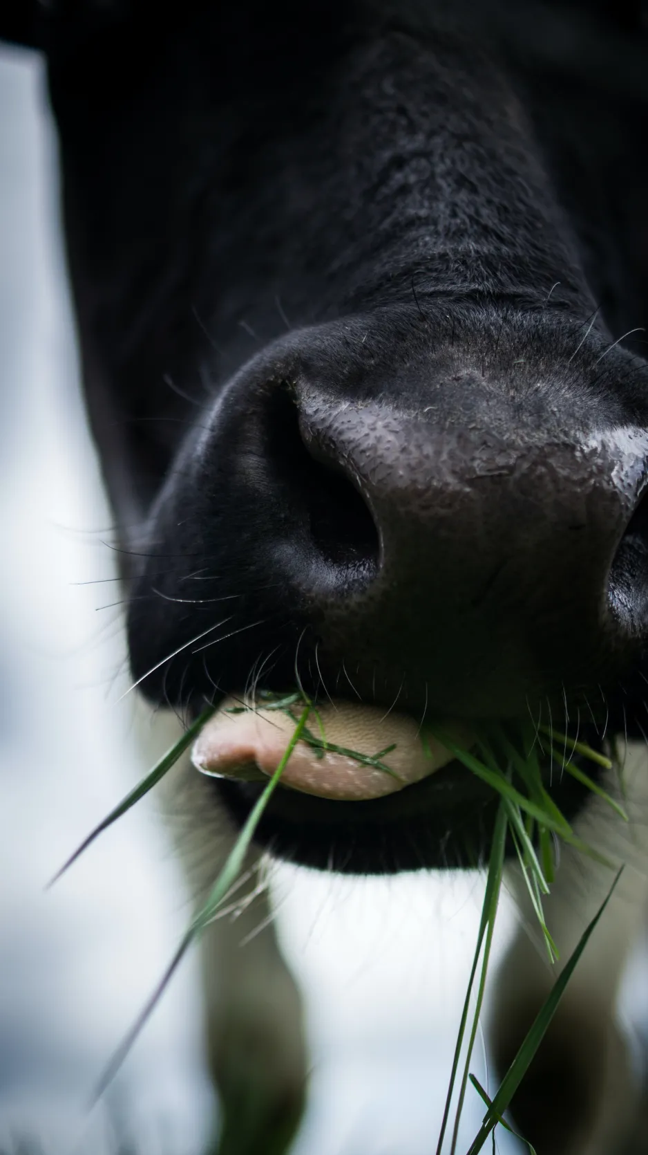 A close-up image of a black cow’s mouth, filled with fresh grass.