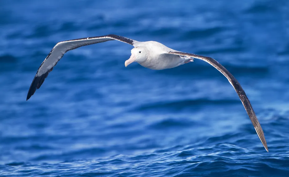 A wandering albatross flies low over the surface of water, with its wings outstretched. 