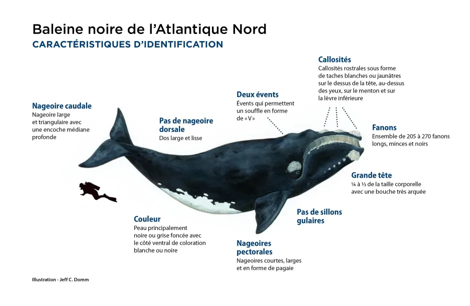 Majestueux g ants Apprendre conna tre la baleine noire de l