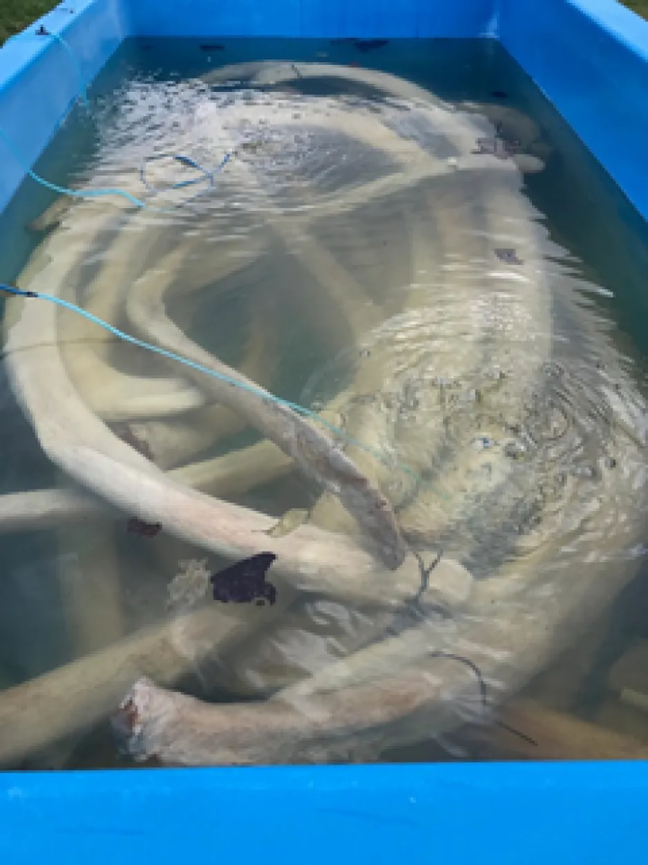 Large white bones are submerged in a clear liquid, inside a blue storage container. 