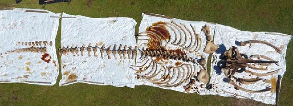 An aerial view shows the bones of a North Atlantic right whale, laid out on white tarps in a field.