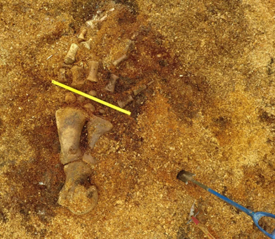 A brown image, dominated by wood chips and sawdust, reveals the hand bones of Glacier the North Atlantic right whale. A yellow line on the image indicates one metre in length, showing how massive the bones are.